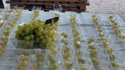 Macfrut Table Grape Symposium, la uva de mesa es el producto estrella de Macfrut 2024.jpg